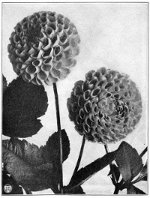 Image of dahlias