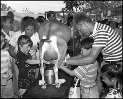 [Milking Demonstration]