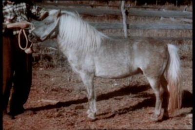 unusualocc-pony2
