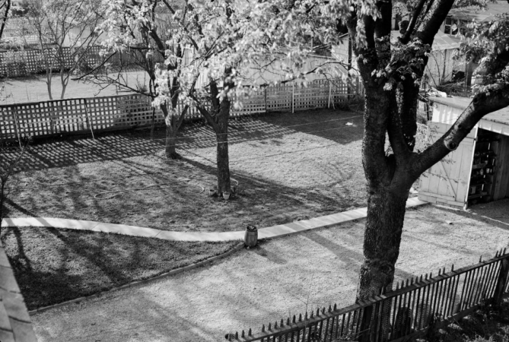 Black and white image of a backyard with trees, a shed, and a walking path.