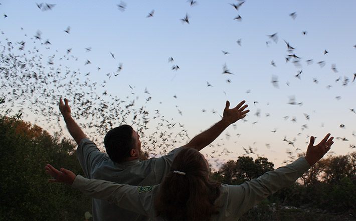 Watching bats at Bracken Cave