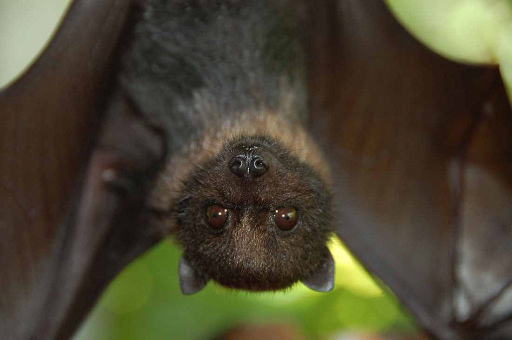 Mariana Fruit Bat