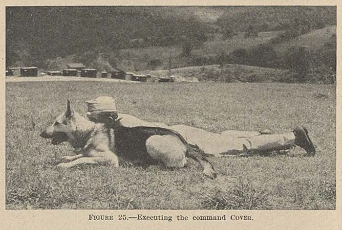 A dog on a leash and its trainer in military uniform lie on their bellies side by side in a grassy field.